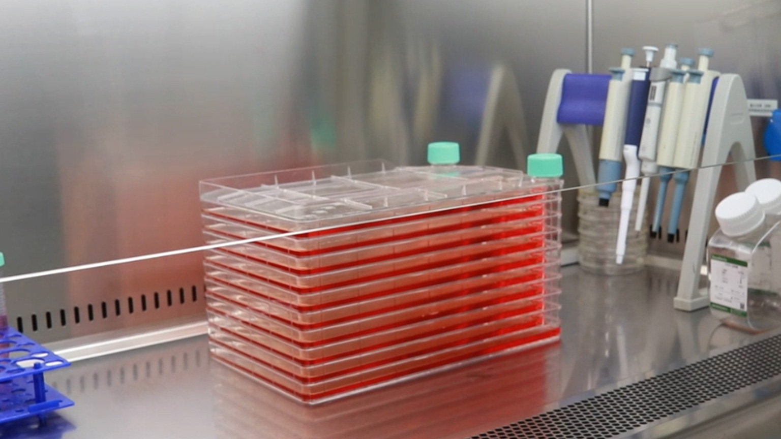 細胞培養(yǎng)服務(wù)