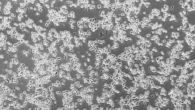 CATH.a小鼠神經(jīng)細(xì)胞（種屬鑒定正確）