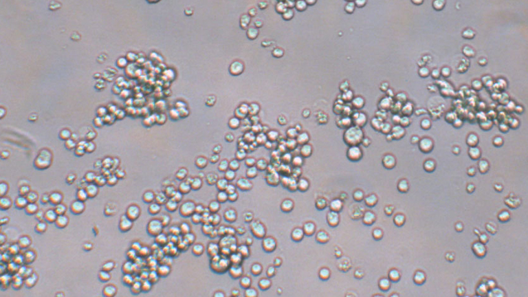 MEL小鼠紅白血病細胞（種屬鑒定正確）