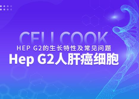 細(xì)胞學(xué)堂|Hep G2人肝癌細(xì)胞的生長(zhǎng)特性及常見問題