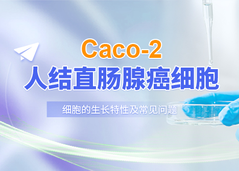 細(xì)胞學(xué)堂|Caco-2人結(jié)直腸腺癌細(xì)胞的生長(zhǎng)特性及常見問題