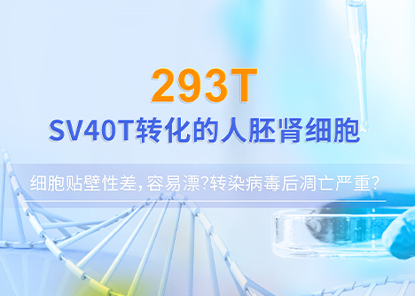 細(xì)胞學(xué)堂|293T細(xì)胞貼壁性差，容易漂？轉(zhuǎn)染病毒后凋亡嚴(yán)重？293T培養(yǎng)訣竅盤點(diǎn)！
