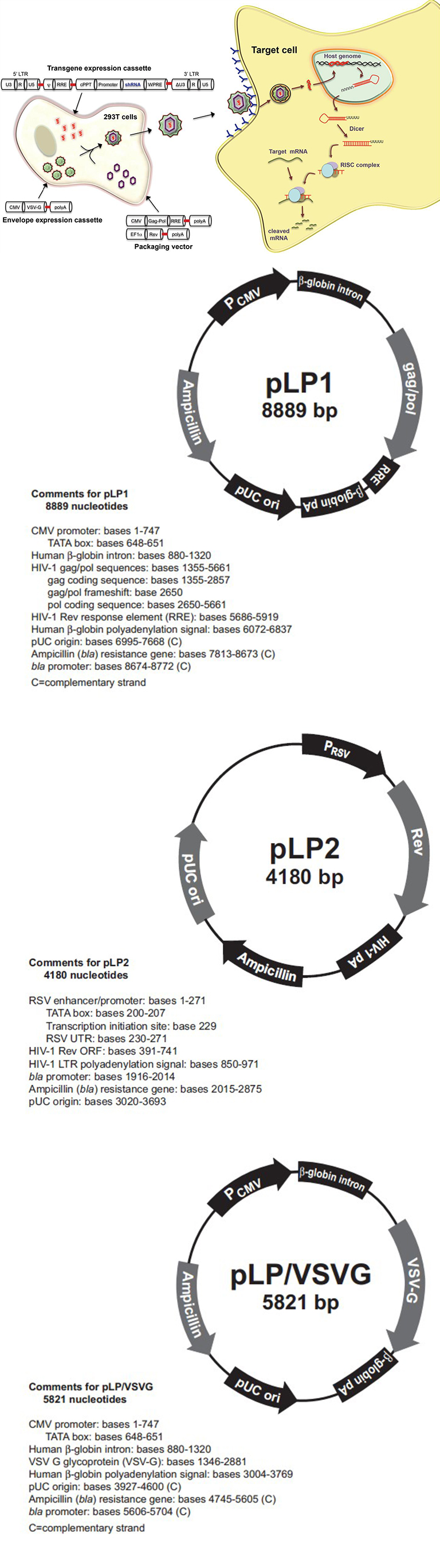 穩(wěn)定細(xì)胞株構(gòu)建