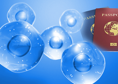 細(xì)胞模型護(hù)照