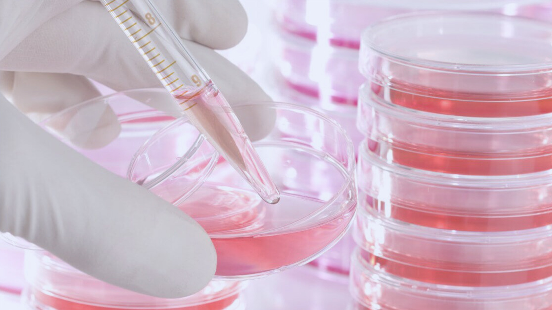 細(xì)胞培養(yǎng)