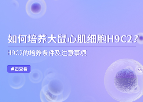 細(xì)胞學(xué)堂 | 如何培養(yǎng)大鼠心肌細(xì)胞H9C2？