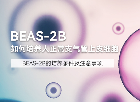 細(xì)胞學(xué)堂 |如何培養(yǎng)人正常支氣管上皮細(xì)胞BEAS-2B