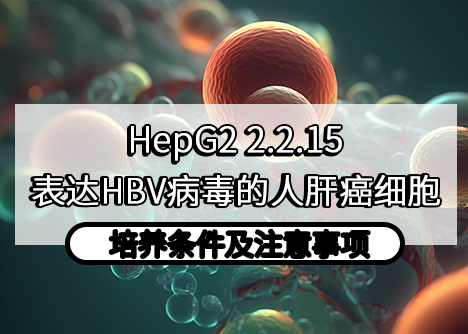 HepG2 2.2.15：表達HBV病毒的人肝癌細(xì)胞培養(yǎng)條件及注意事項