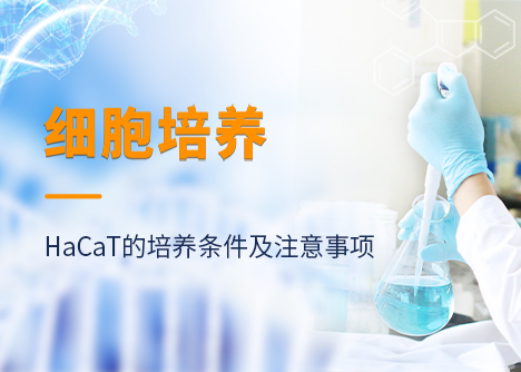 如何培養(yǎng)HaCaT人永生化角質(zhì)形成細(xì)胞？它的培養(yǎng)條件及注意事項~