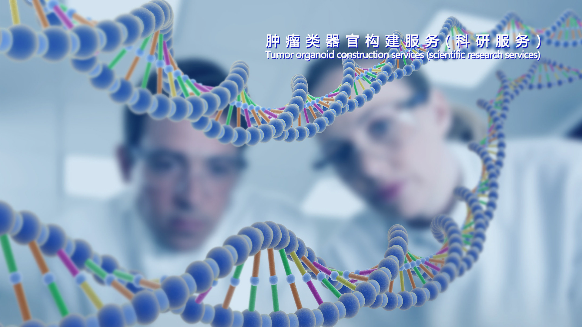 腫瘤類器官構(gòu)建服務(wù)(科研服務(wù)）腸癌、胃癌、肝癌、胰腺癌、肺癌、乳腺癌、子宮內(nèi)癌等