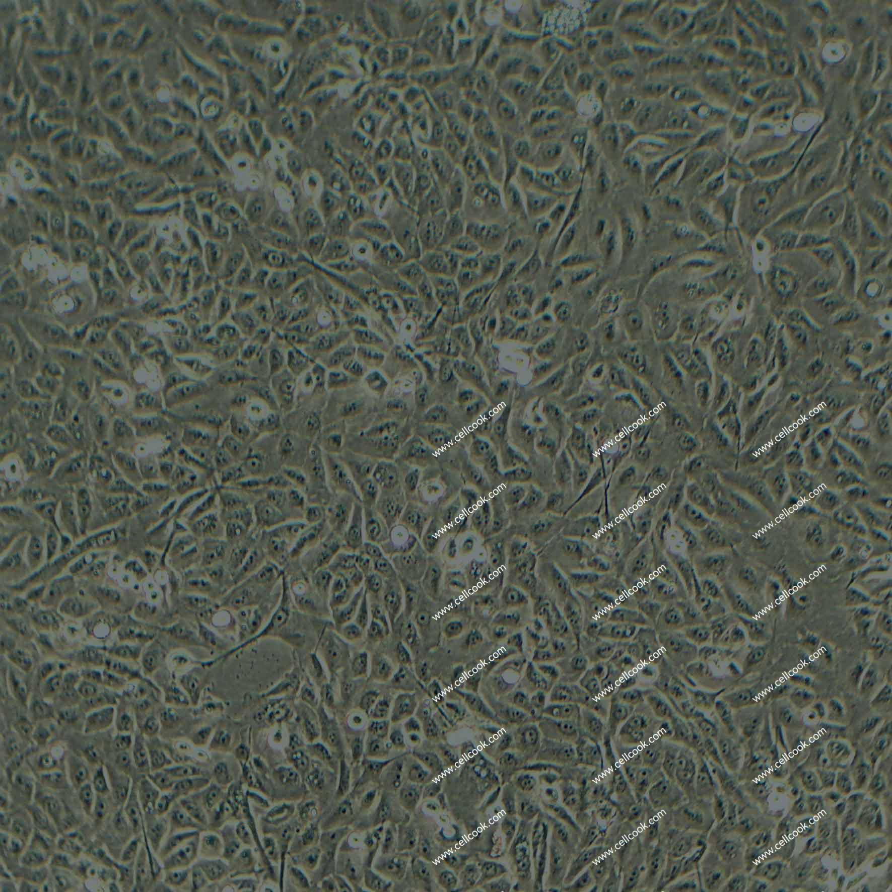 A549/DDP-LUC人非小細(xì)胞肺癌細(xì)胞順鉑耐藥株示蹤穩(wěn)定株（STR鑒定正確）