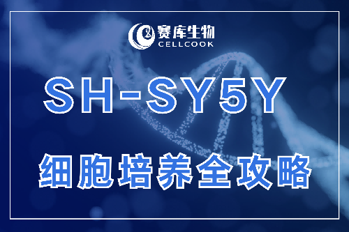 干貨收藏！SH-SY5Y 細胞培養(yǎng)全攻略：特性、操作、避坑指南一次掌握