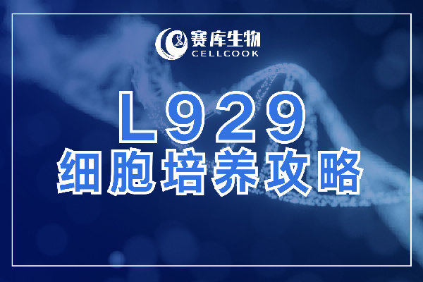 L929細(xì)胞培養(yǎng)攻略