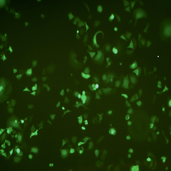 Kyse-520-GFP示蹤穩(wěn)定細胞株（STR鑒定正確）