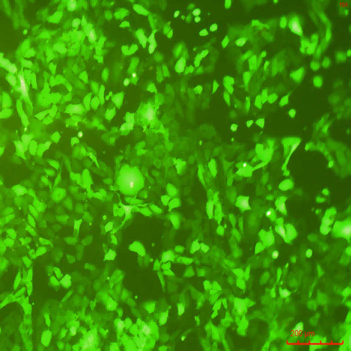 NIH/3T3-GFP(STR)示蹤穩(wěn)定細胞株（STR鑒定正確）
