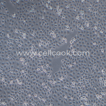 NCM460 人結腸上皮細胞