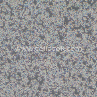 RAW264.7小鼠單核巨噬細(xì)胞（STR鑒定正確）