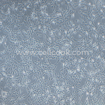 NIH-3T3 NIH小鼠成纖維細(xì)胞（STR鑒定正確）