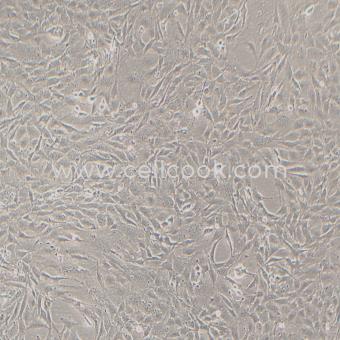 MC3T3-E1 Subclone 14小鼠顱頂前骨細胞亞克隆14（STR鑒定正確）