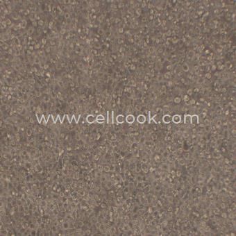 EL4小鼠淋巴瘤細胞（種屬鑒定正確）