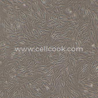 OP9小鼠骨髓基質(zhì)細胞（種屬鑒定正確）