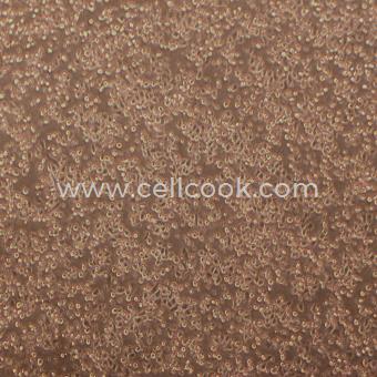 WEHI-3小鼠血液細(xì)胞（STR鑒定正確）