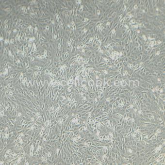 Vero非洲綠猴腎細(xì)胞（種屬鑒定正確）