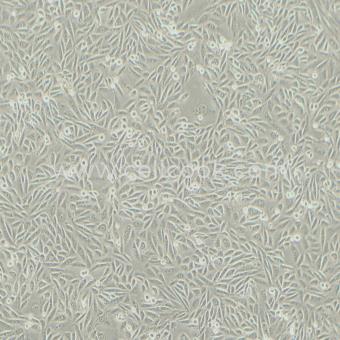 CHO-K1中國(guó)倉(cāng)鼠卵巢細(xì)胞（種屬鑒定正確）