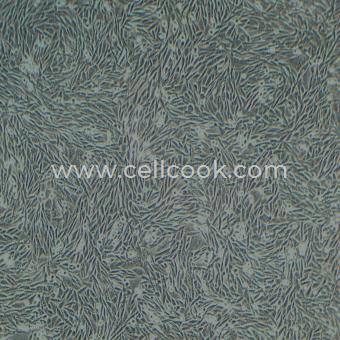 CHO中國(guó)倉(cāng)鼠卵巢細(xì)胞（種屬鑒定正確）