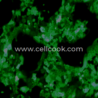 MCF-10A-GFP示蹤穩(wěn)定細(xì)胞株（STR鑒定正確）