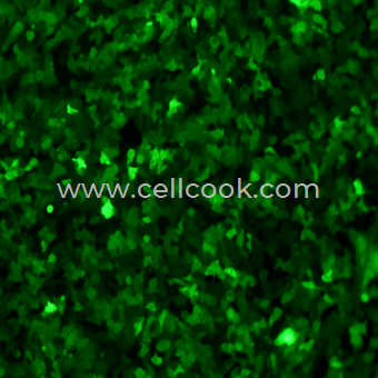 HaCaT-GFP示蹤穩(wěn)定細(xì)胞株（STR鑒定正確）