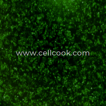 RAW264.7-GFP示蹤穩(wěn)定細胞株（STR鑒定正確）