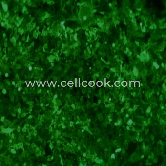 4T1-GFP示蹤穩(wěn)定細胞株（STR鑒定正確）