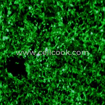 CT26.WT-GFP示蹤穩(wěn)定細胞株（STR鑒定正確）