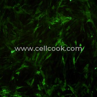OP9-GFP示蹤穩(wěn)定細胞株（種屬鑒定正確）