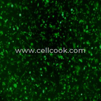 LLC-GFP(STR)示蹤穩(wěn)定細胞株（STR鑒定正確）