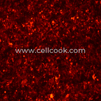 293T-RFP示蹤穩(wěn)定細胞株（STR鑒定正確）
