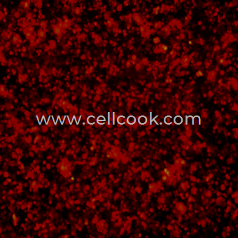 BV2-RFP示蹤穩(wěn)定細胞株（STR鑒定正確）