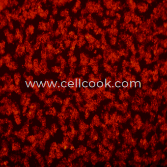 RAW264.7-RFP示蹤穩(wěn)定細胞株（STR鑒定正確）