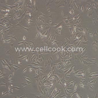 NCI-H596人肺腺鱗癌細(xì)胞（STR鑒定正確）