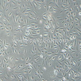 NCI-H2030人非小細(xì)胞肺癌細(xì)胞（STR鑒定正確）