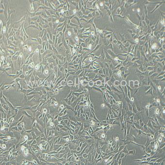 SW1271 人小細(xì)胞肺癌細(xì)胞