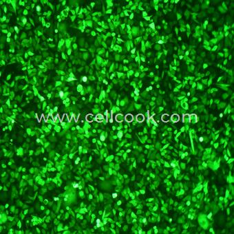 AGS-GFP示蹤穩(wěn)定細(xì)胞株（STR鑒定正確）