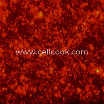 MKN45-RFP示蹤穩(wěn)定細(xì)胞株（STR鑒定正確）