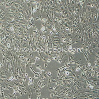 Caki-2人腎透明細(xì)胞癌細(xì)胞（STR鑒定正確）