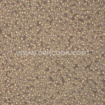 RAMOS(RA.1)人B淋巴細(xì)胞瘤細(xì)胞（STR鑒定正確）