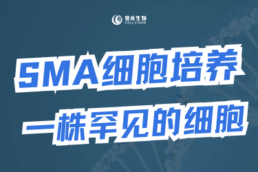 快來圍觀一株罕見的細(xì)胞，賽庫(kù)特供噢~