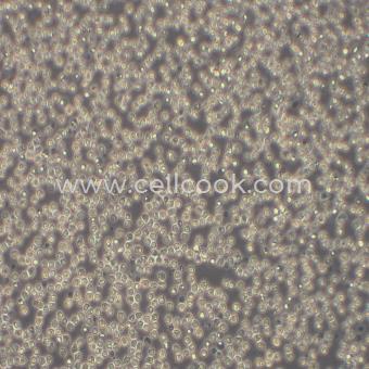 RS4;11人急性淋巴白血病細(xì)胞（STR鑒定正確）