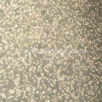 OCI-AML3人急性髓系白血病（STR鑒定正確）