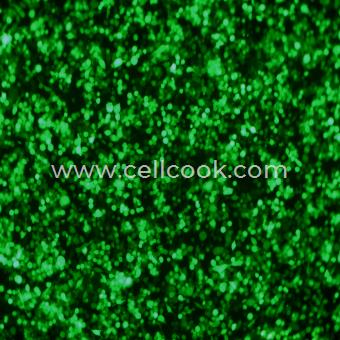 BV2-GFP(STR)示蹤穩(wěn)定細胞株（STR鑒定正確）
